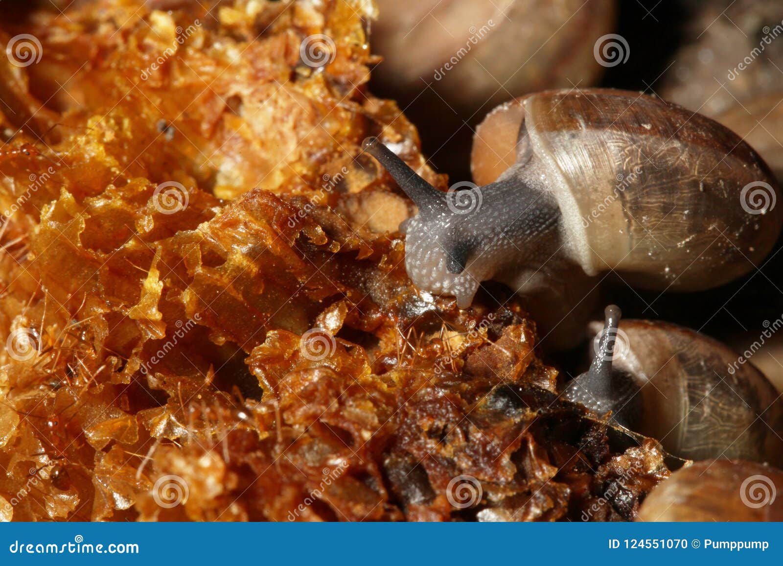 Group Snail eating on food stock photo. Image of grass 124551070