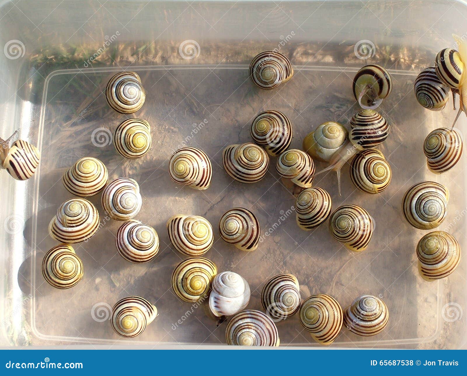Group of Snails in box stock photo. Image of nemoralis 65687538