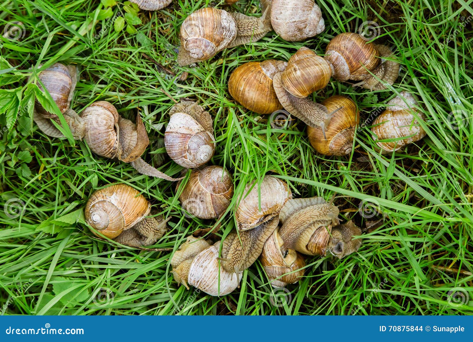 Group of Snails on the Grass Stock Photo Image of green, life 70875844