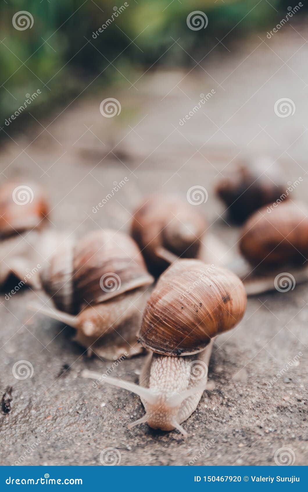 A Group of Snails Outdoors on the Ground Stock Photo Image of mollusk
