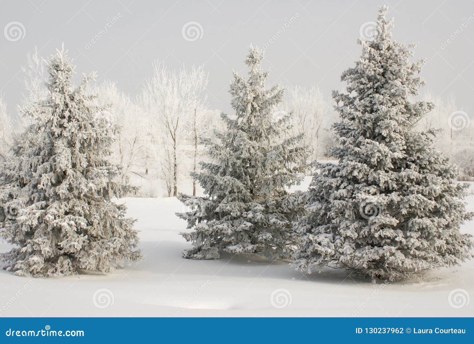 group of snow covered evergreens with white covered trees in background and snow ground cover in winter