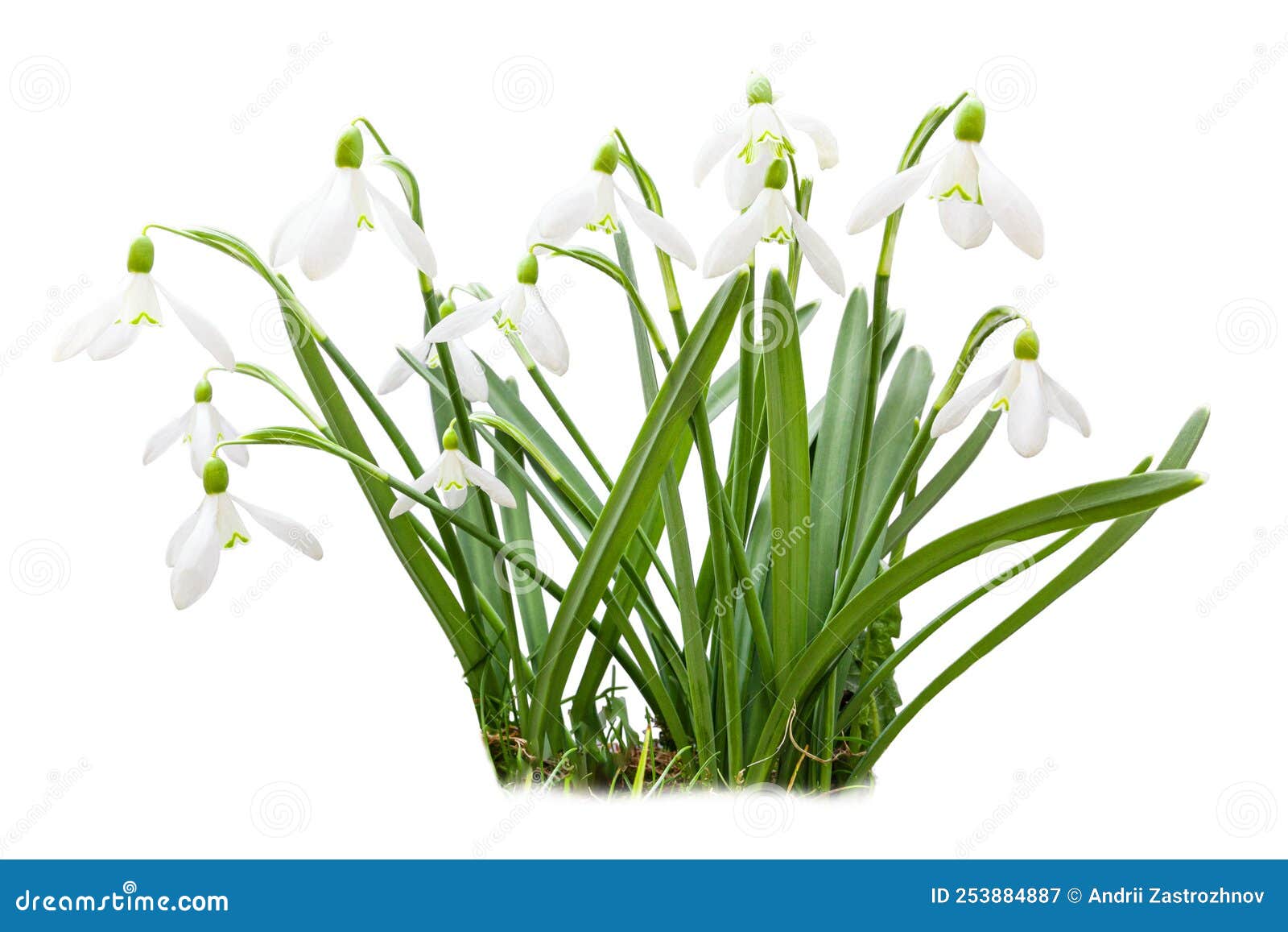 Group of Snowdrops Isolated on White Background. First Spring Flowers