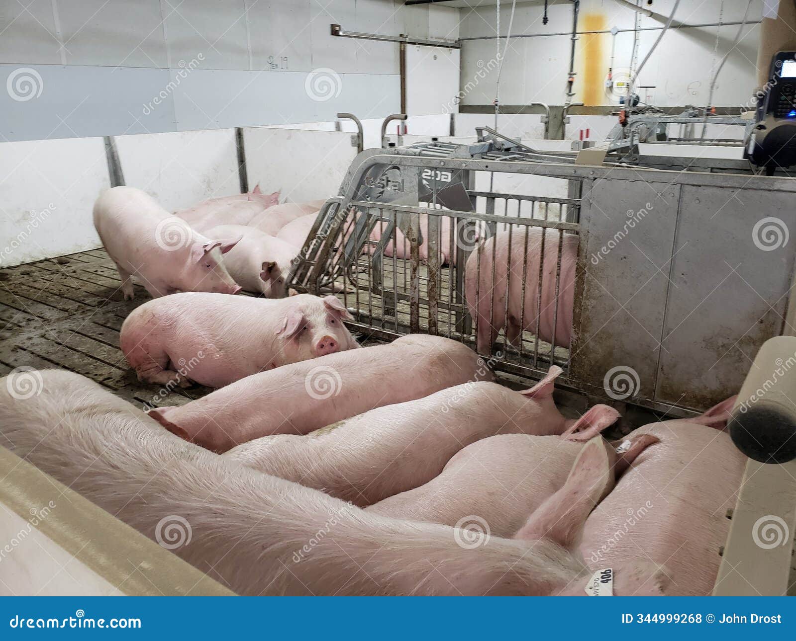 a group of housed sows.