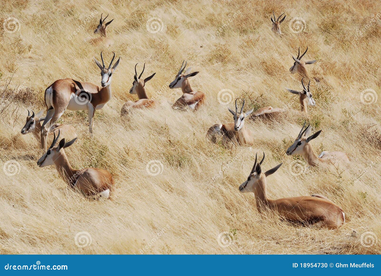 group springbok lying in the grass, namibia