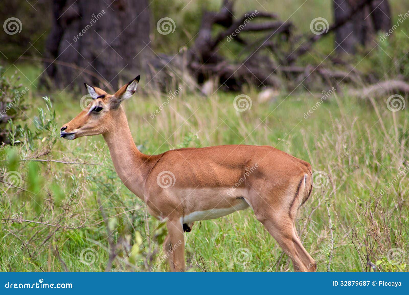 Group of Springboks stock image. Image of southafrica 32879687