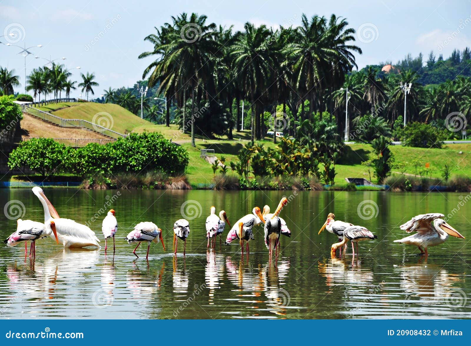 Group of storks stock photo. Image of birds, scenery 20908432
