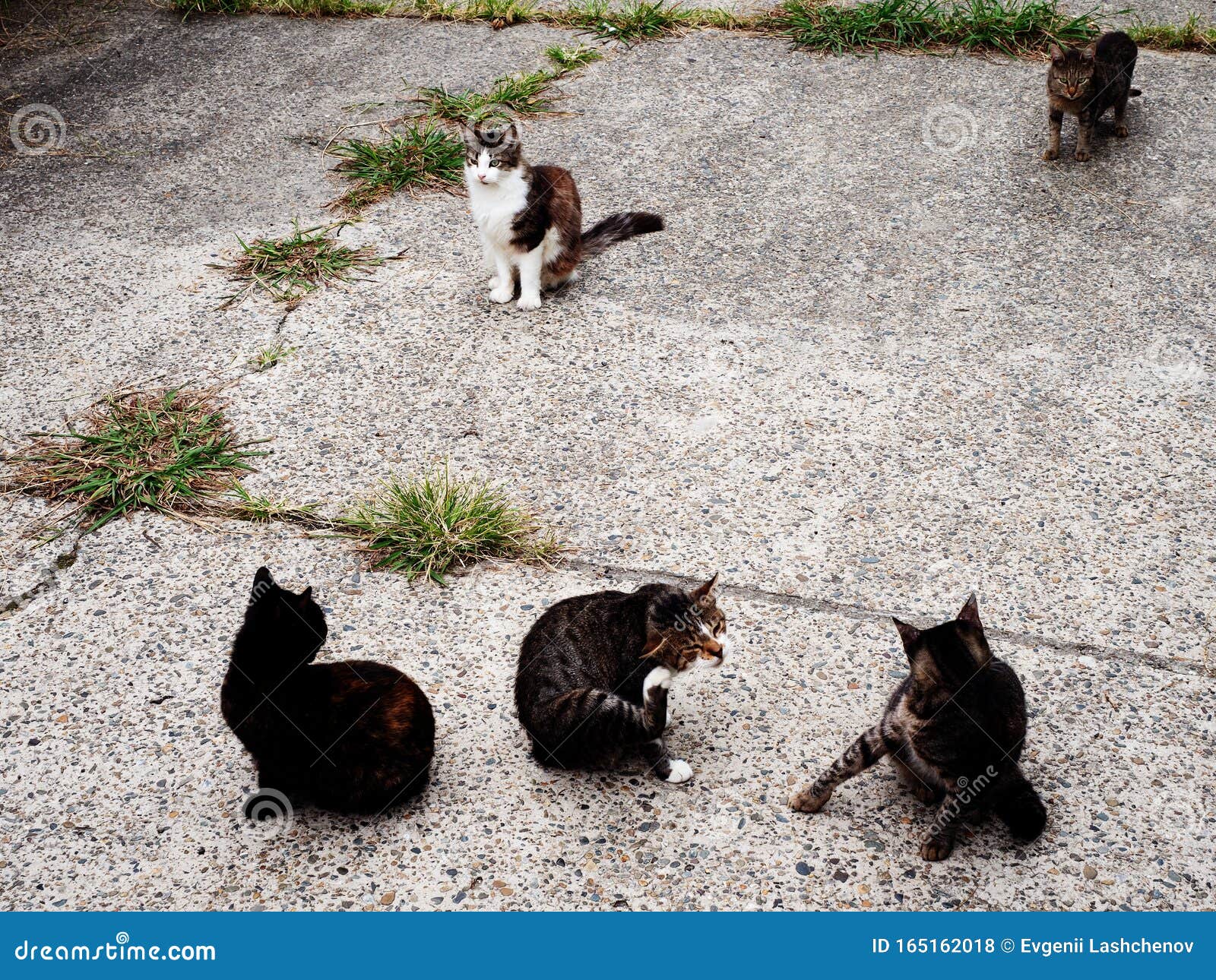 A Group of Street Cats are Busy with Themselves, Itching and Licking