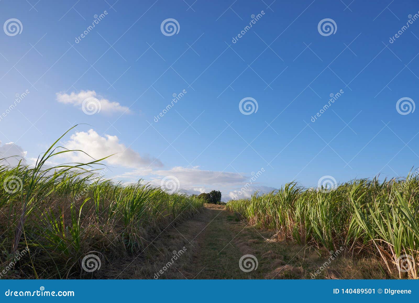 A Group of Sugar Canes 9 stock image. Image of farmer 140489501