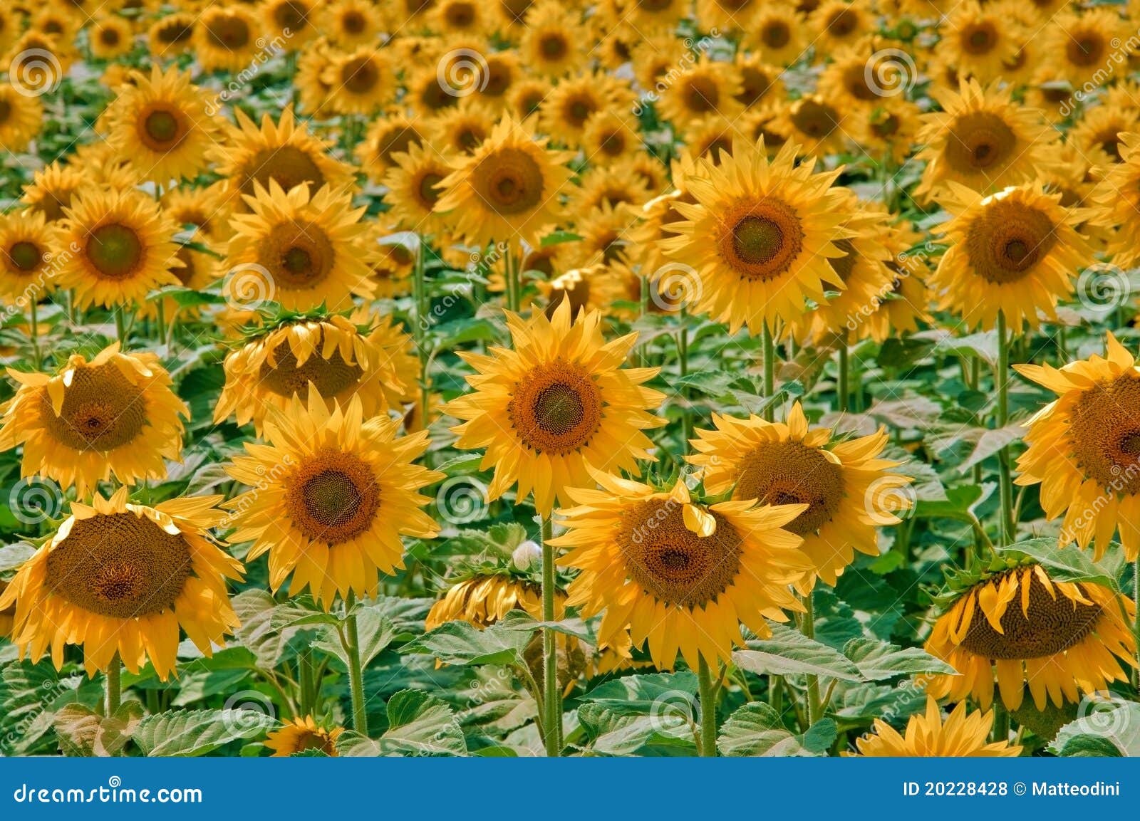 Group Sunflowers stock photo. Image of food, lunch, shopping 20228428