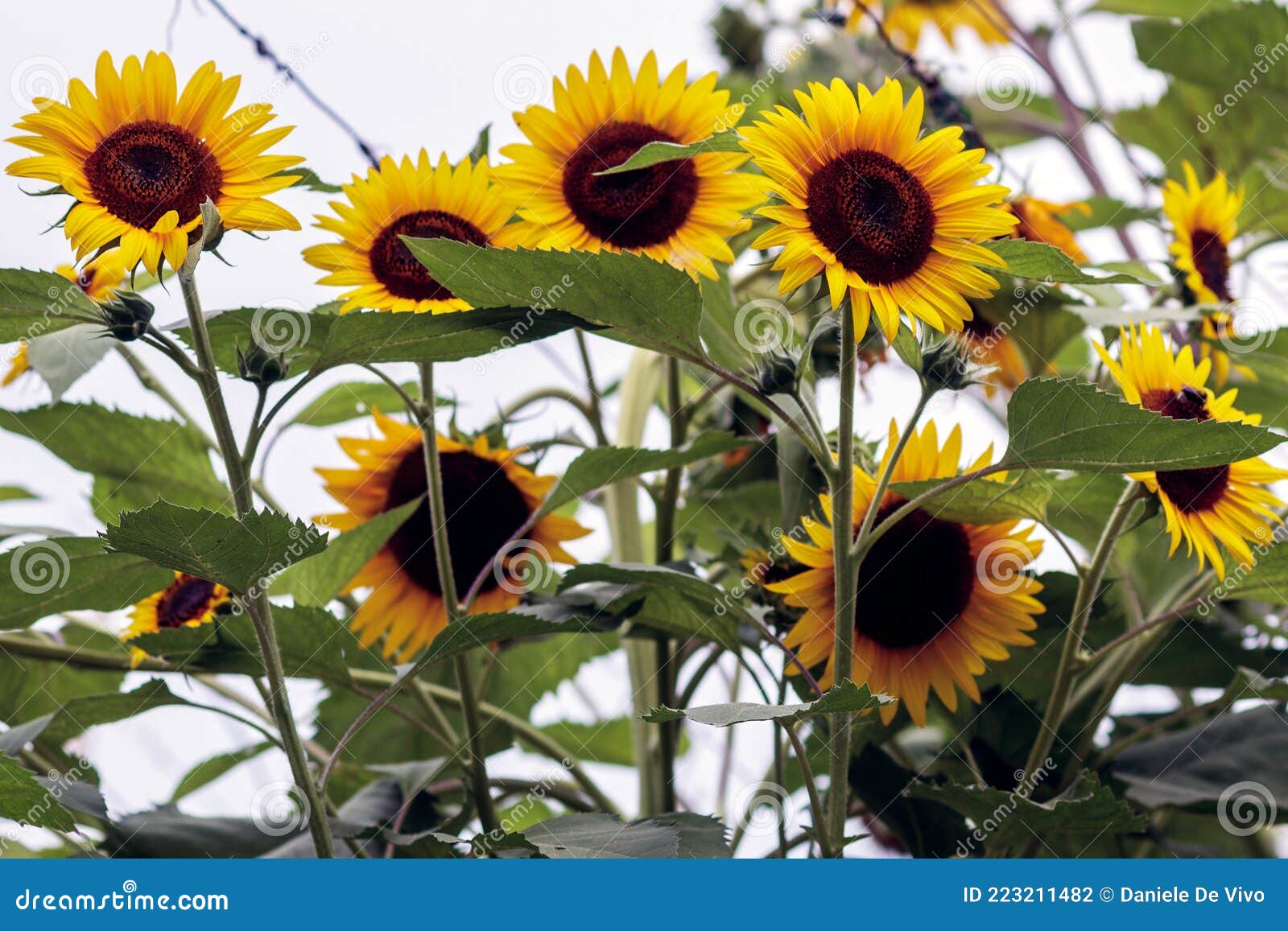A group of sunflowers stock photo. Image of flora, spring 223211482