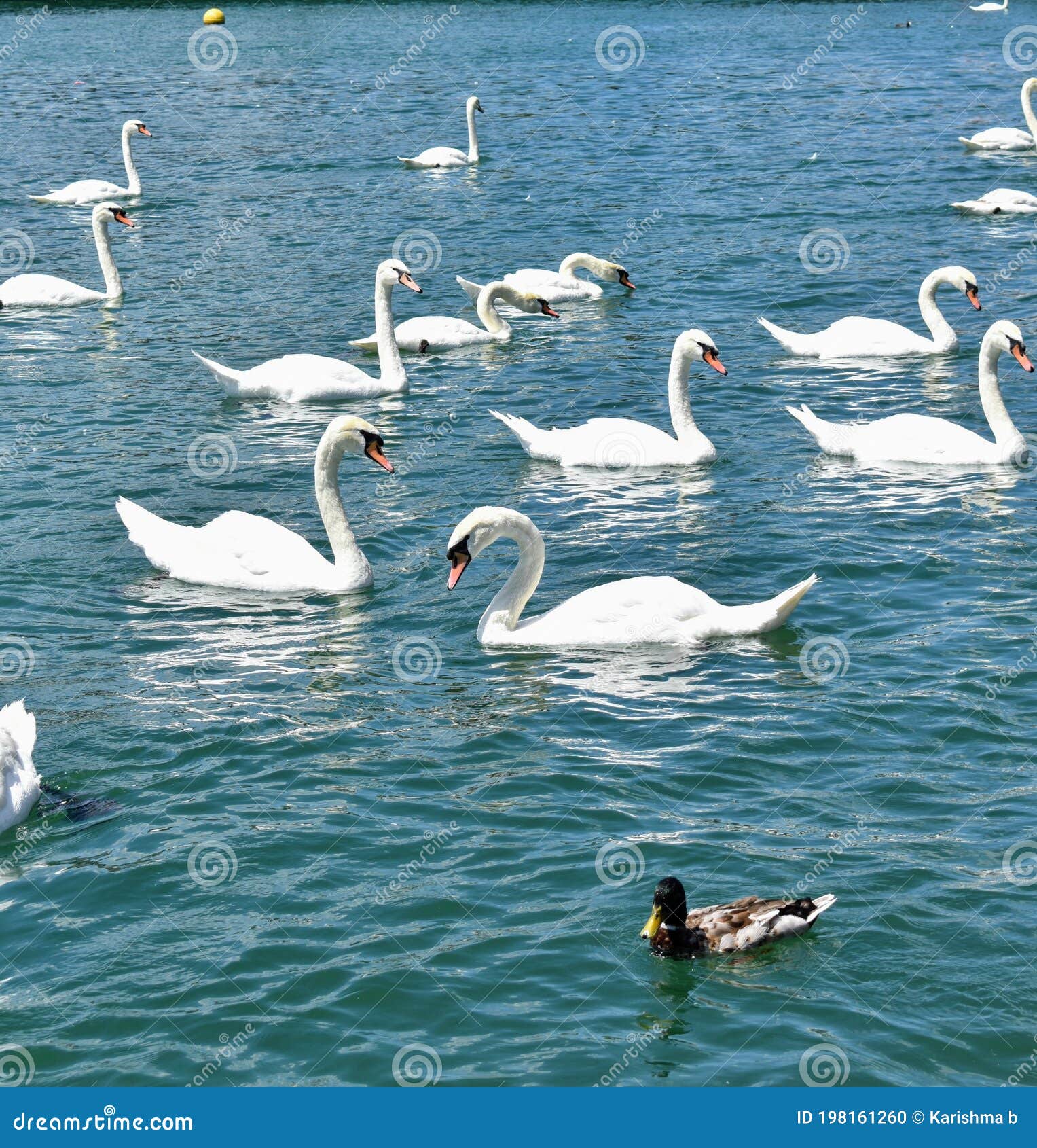 List 99+ Images what is a group of swans Full HD, 2k, 4k