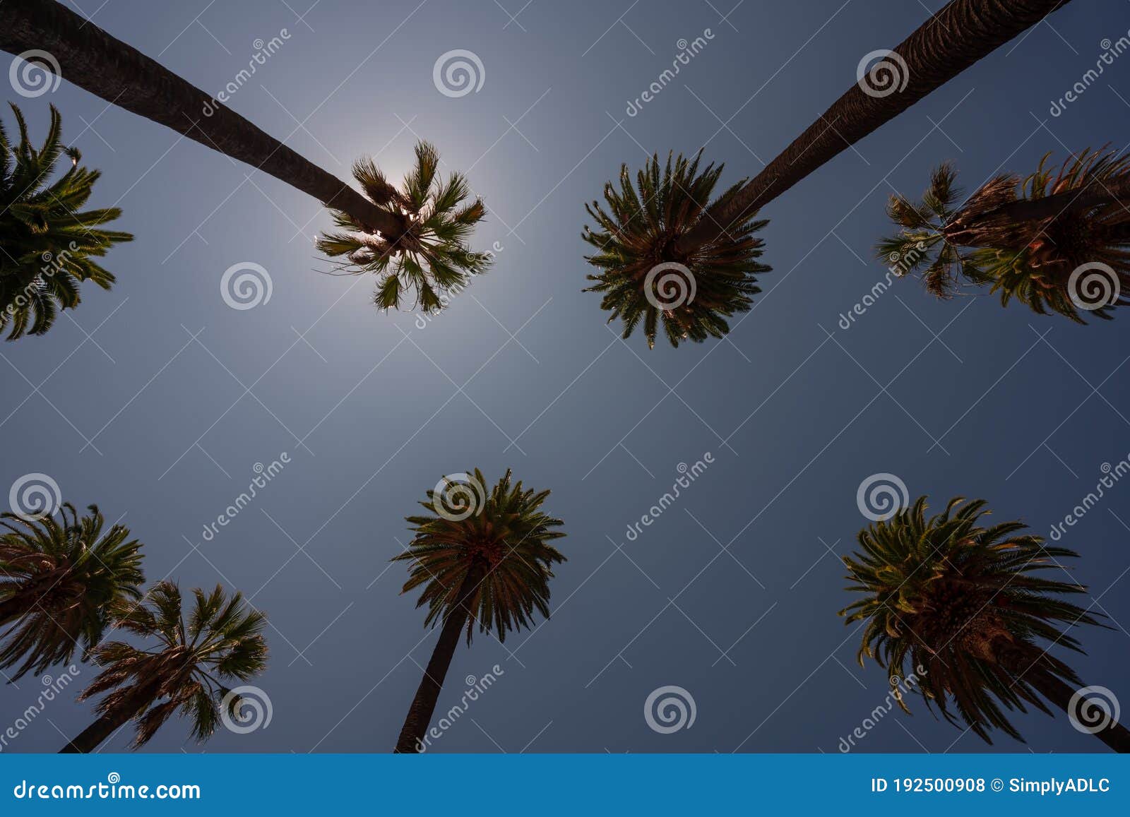 Group of Tall Palm Trees Reaching Blue Sky in Beverly Hills Stock Photo Image of tourism