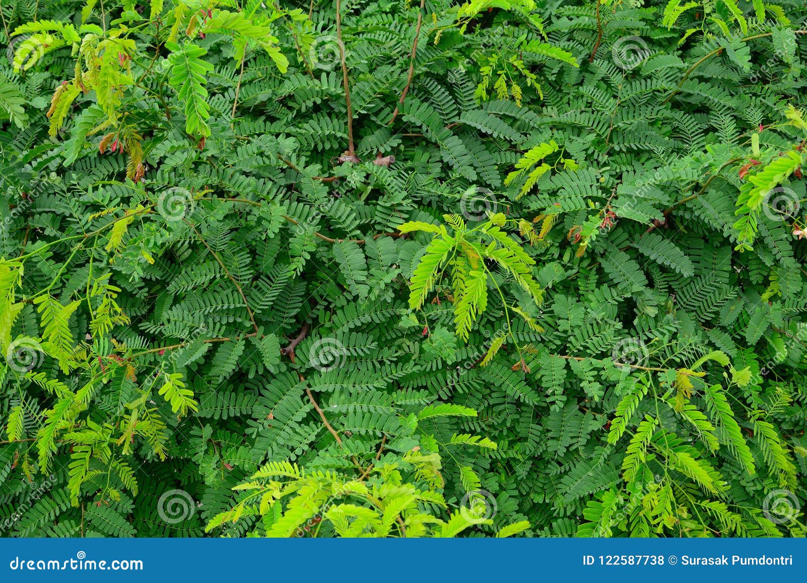 group of tamarind leaves background,