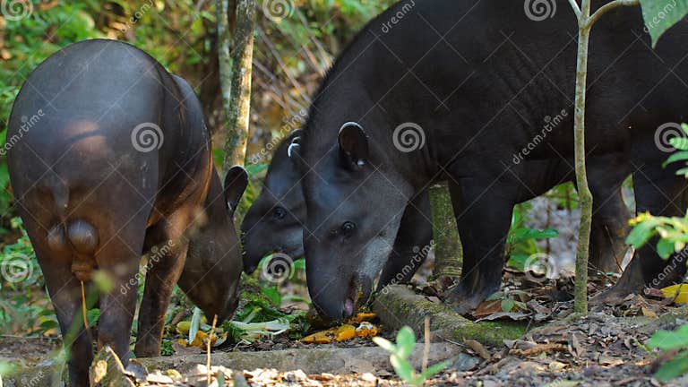 Group of Tapirs Eating in Ecuadorian Amazon. Common Names: Tapir, Danta