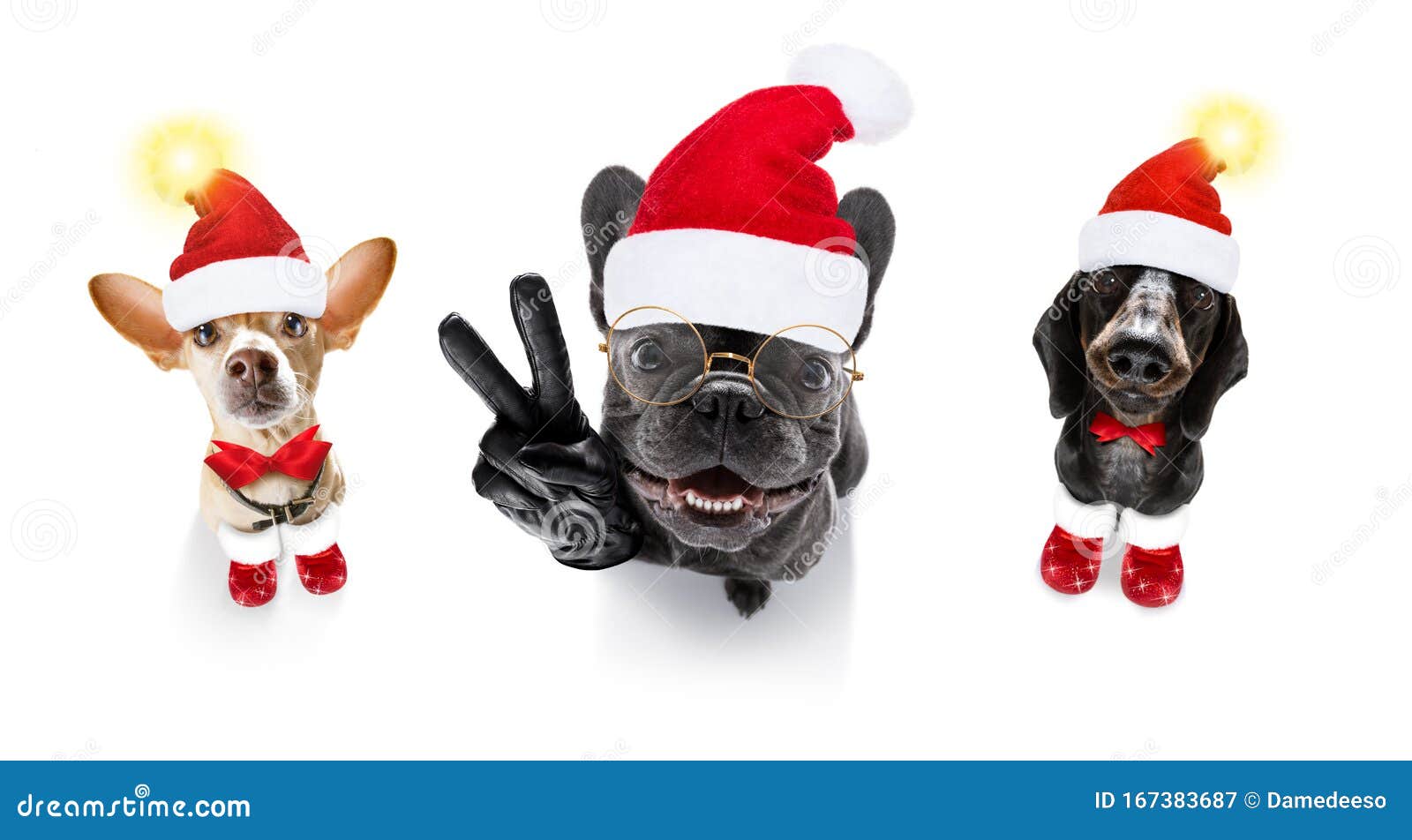 Bạn đang tìm kiếm một bộ ảnh chó Giáng sinh đầy đủ và miễn phí cho ngày lễ của mình? Hãy truy cập ngay để được tận hưởng những khoảnh khắc đầy niềm vui cùng những chú cún đáng yêu!