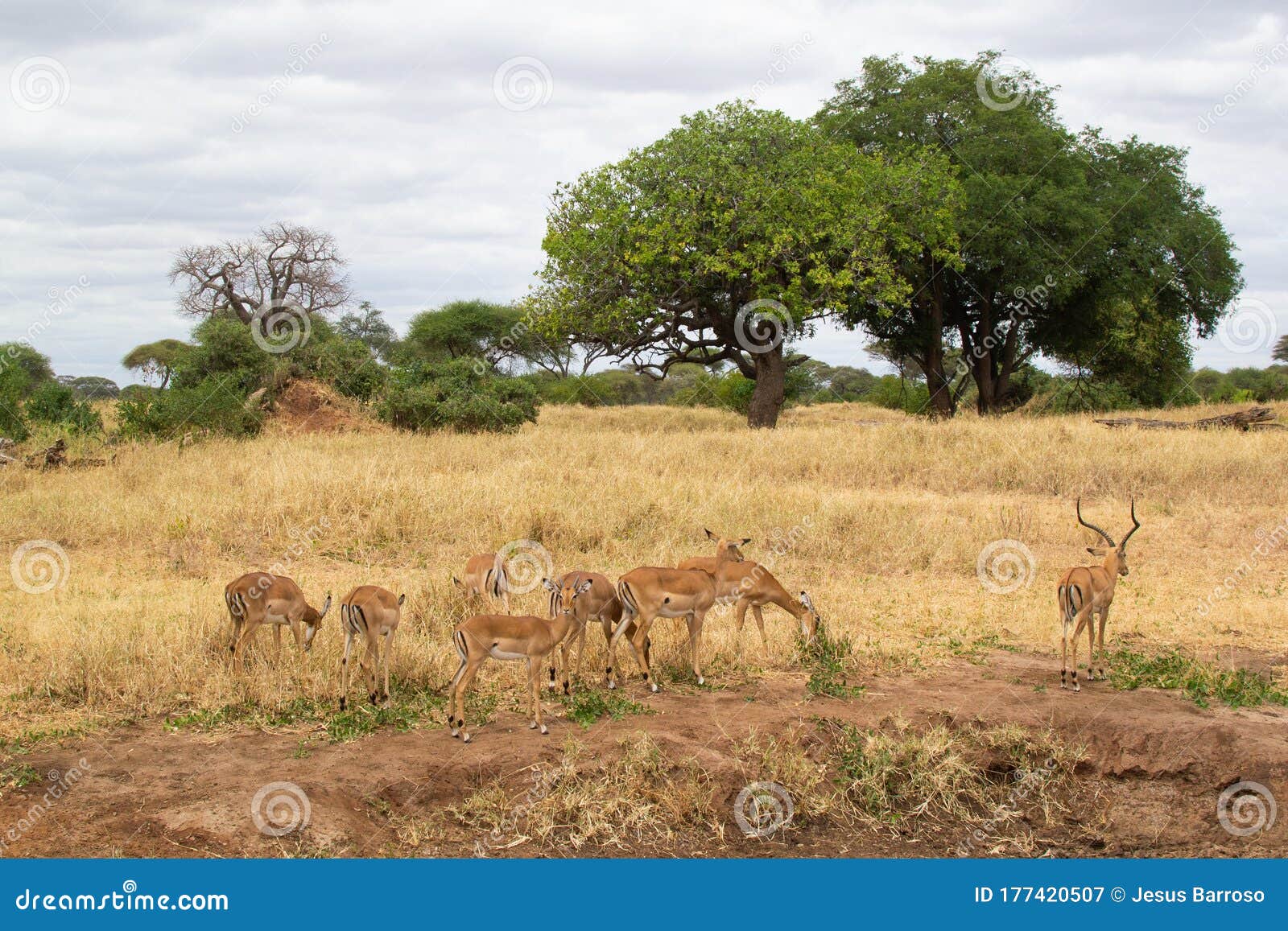 Gazelles Eating Stock Photography Biology Diagrams