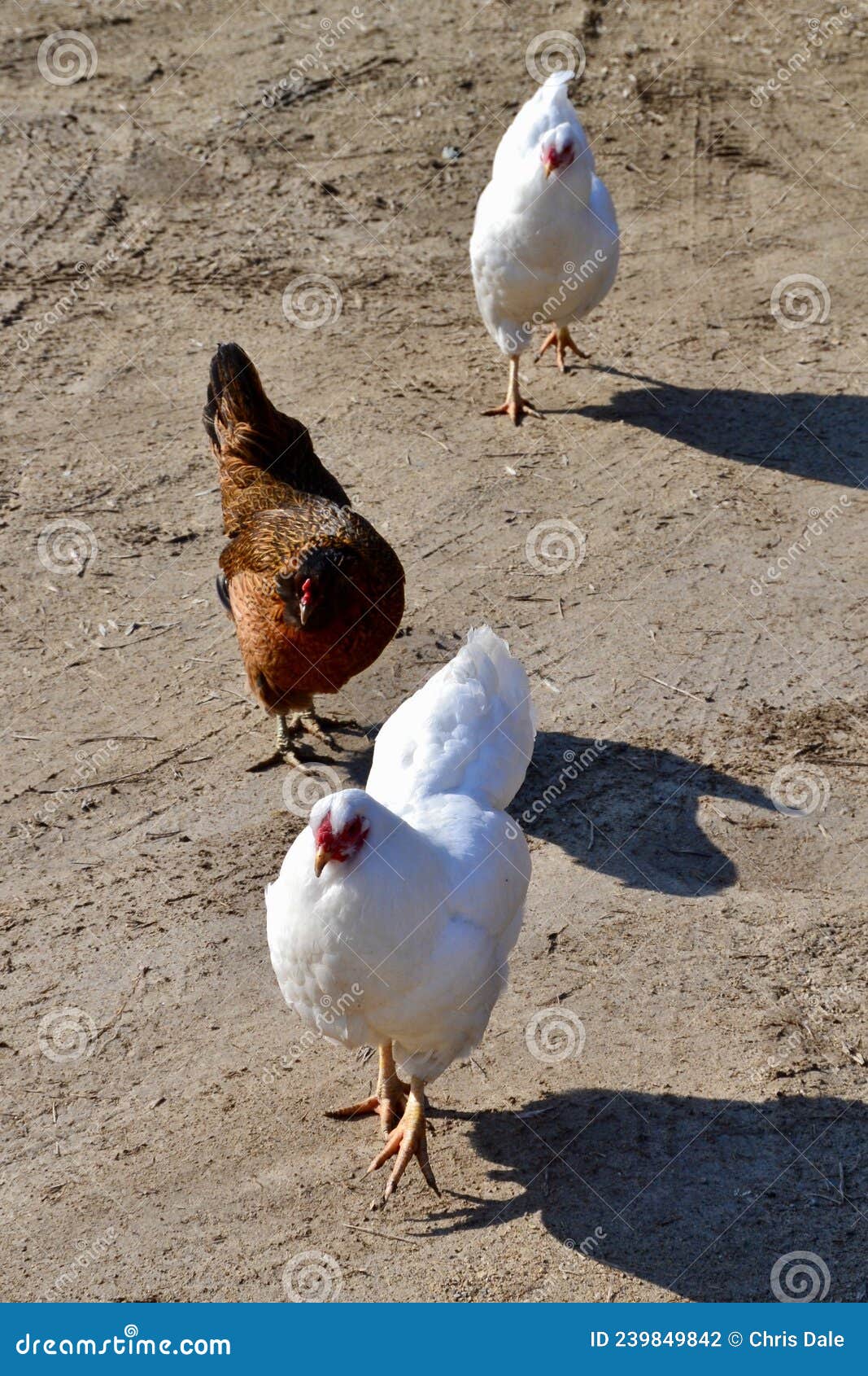 Group of Three Chickens Walking on Dirt Road Stock Photo Image of