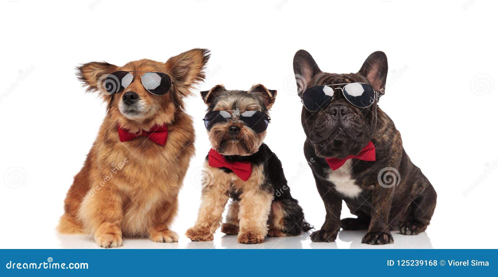 group of three cool dogs with red bowties