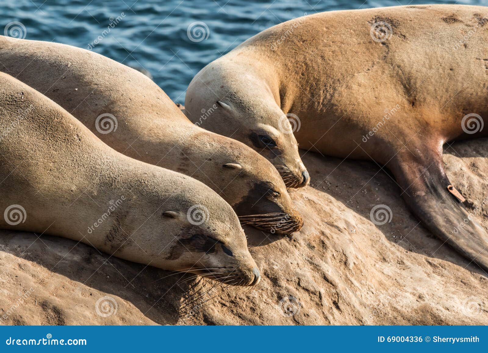 Group of Three Sleeping Seals in La Jolla, California Stock Photo