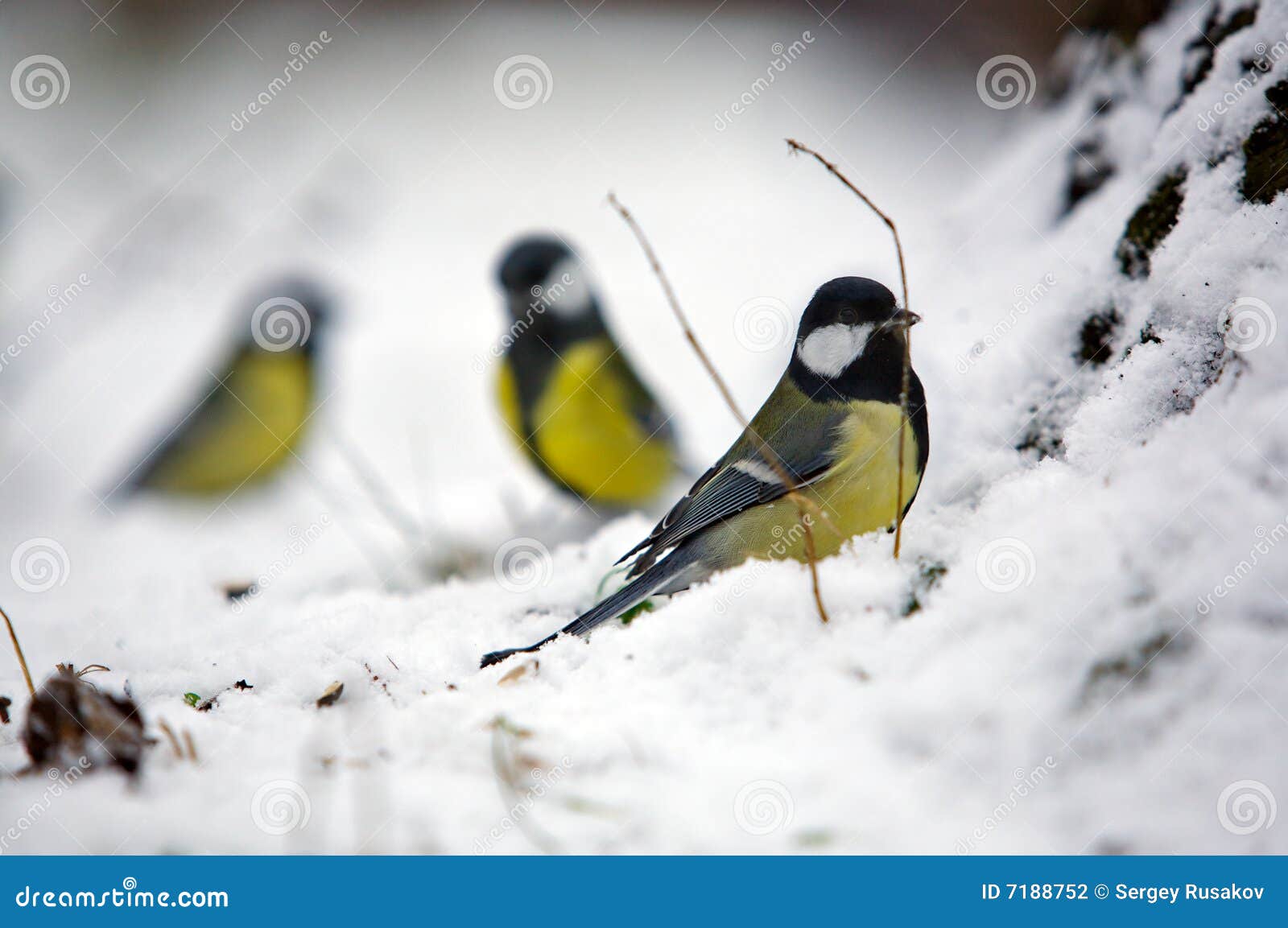 Group of Three Winter Birds Stock Photo - Image of background, yellow:  7188752