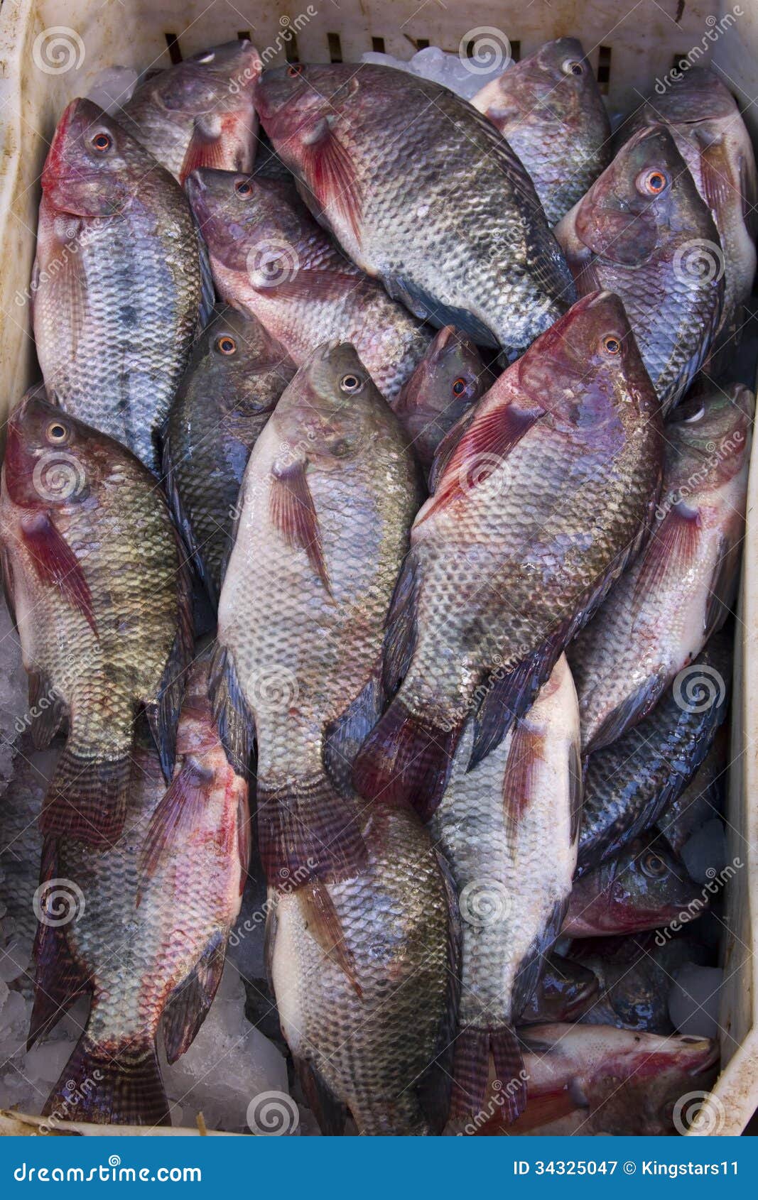 Group of tilapia fish stock image. Image of water, tilapia 34325047