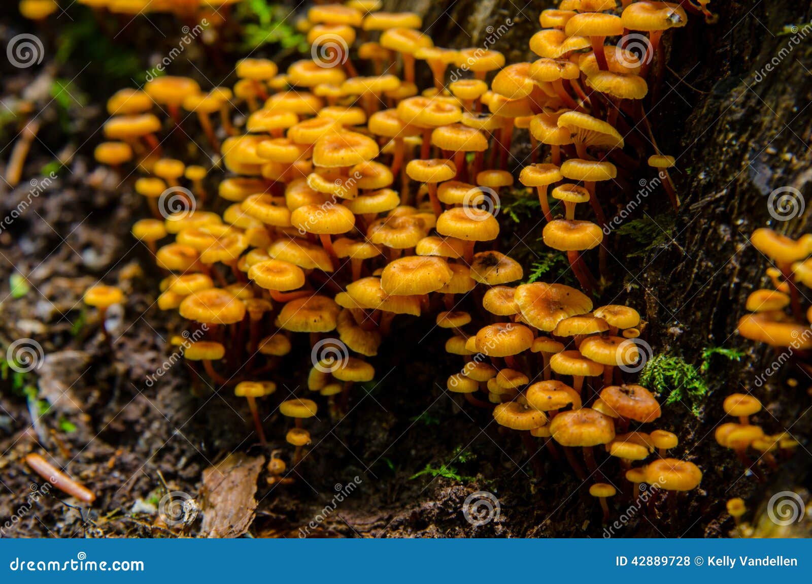 Group of Tiny Orange Mushrooms Stock Photo Image of moss, woods 42889728