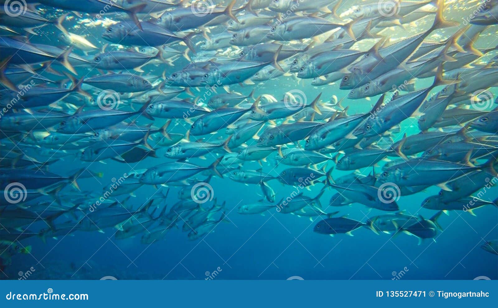 Group of Tuna fish in sea stock image. Image of marine 135527471