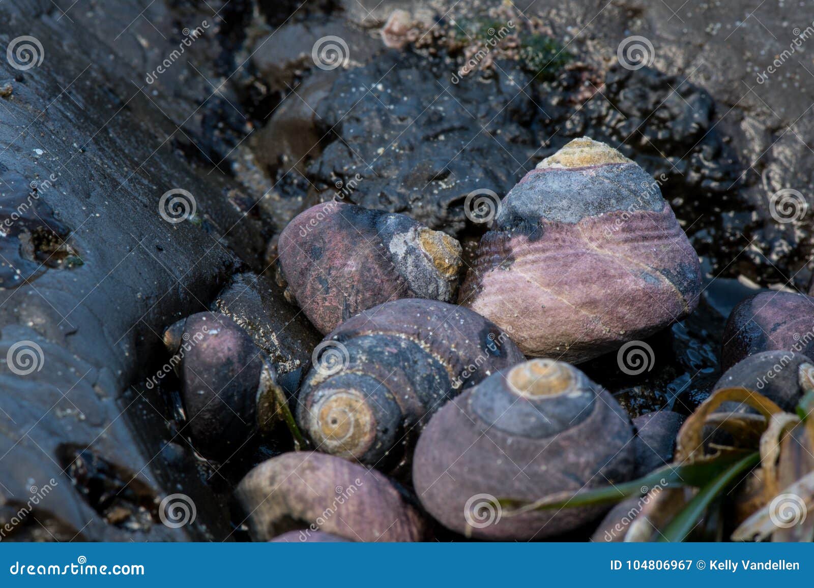 Group of Turban Snails at Low Tide Stock Image Image of purple, pool