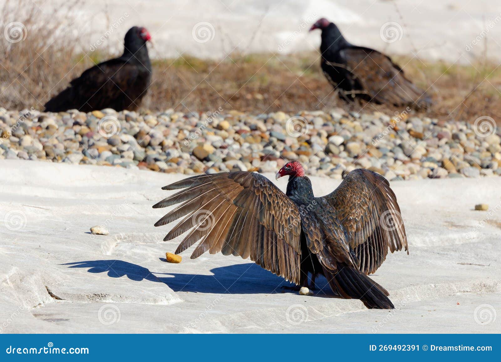 Group of Turkey Vultures Perched on a Rocky Field Stock Image Image