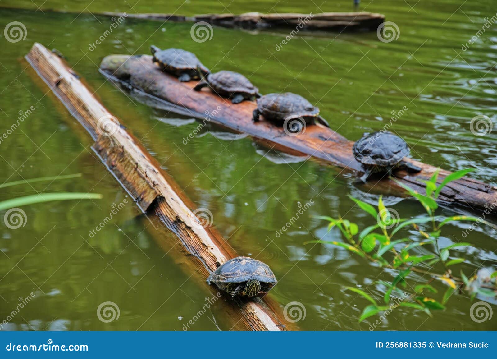 Group of Turtles on a Tree Trunk Stock Image Image of hard, amphibian