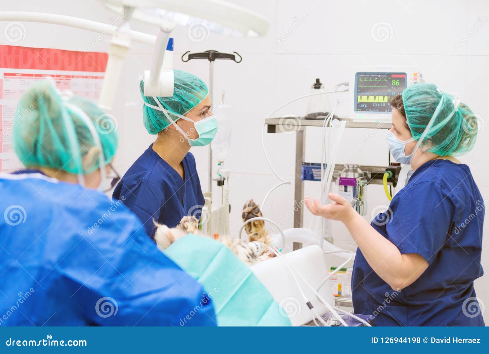 Group of Veterinarian Surgeons at Work Stock Photo Image of forceps