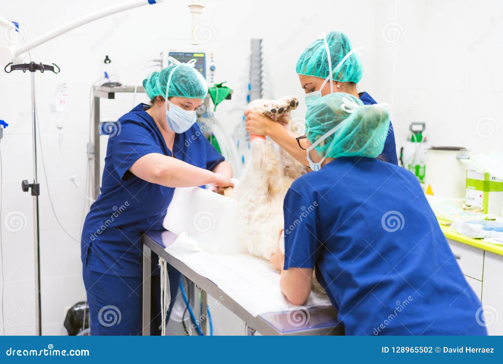 Group of Veterinarian Surgeons at Work Stock Photo Image of