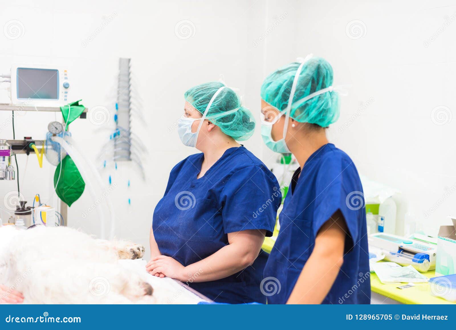 Group of Veterinarian Surgeons at Work Stock Image Image of expertise