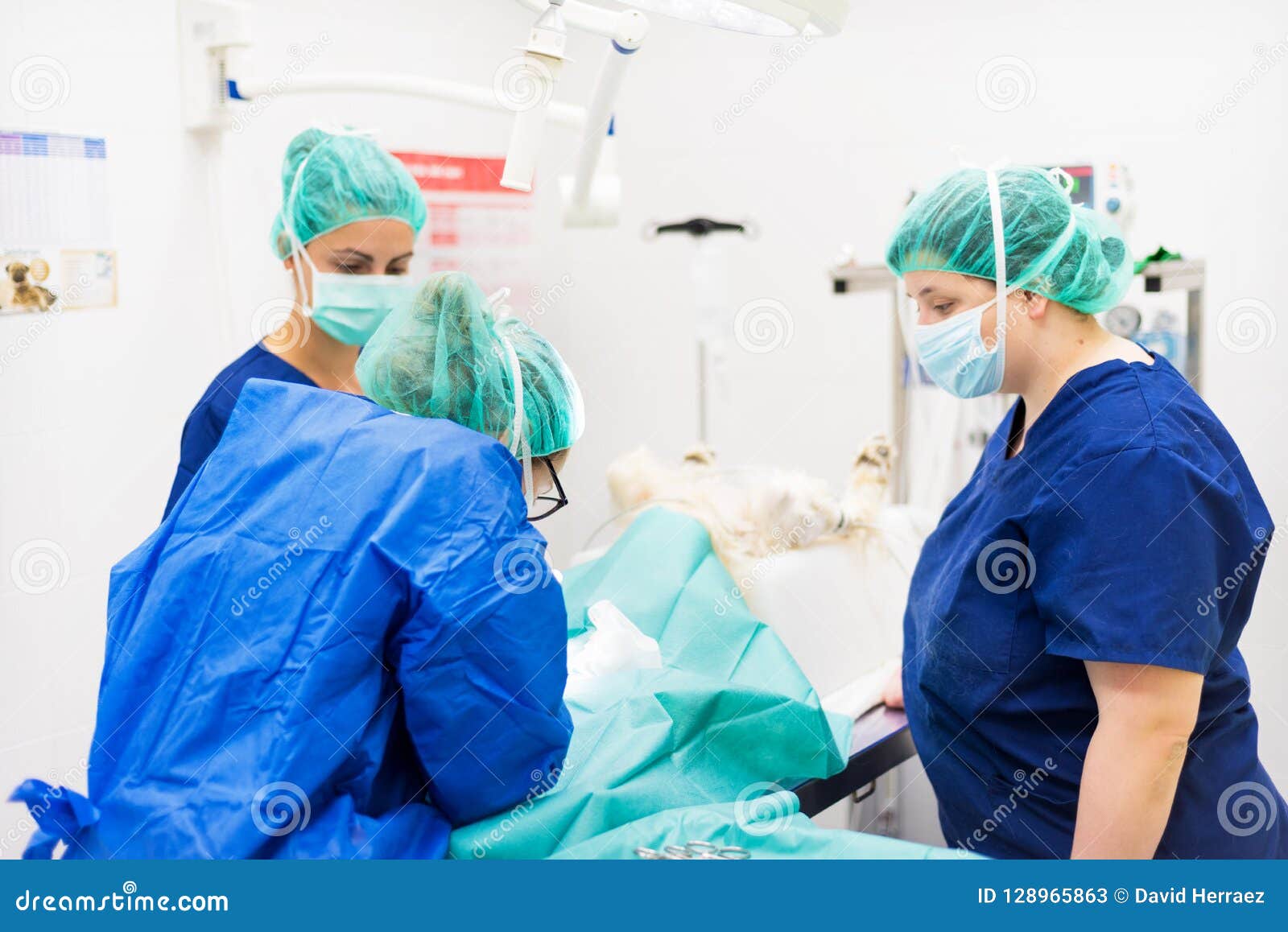 Group of Veterinarian Surgeons at Work Stock Image Image of operating