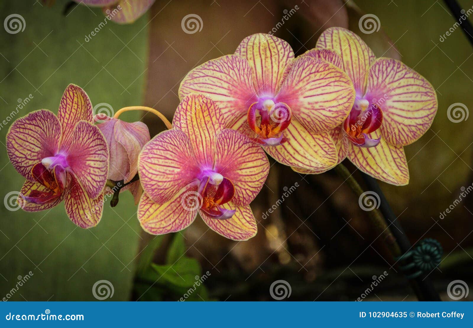 Orchid Quartet stock image. Image of botanical, floral 102904635