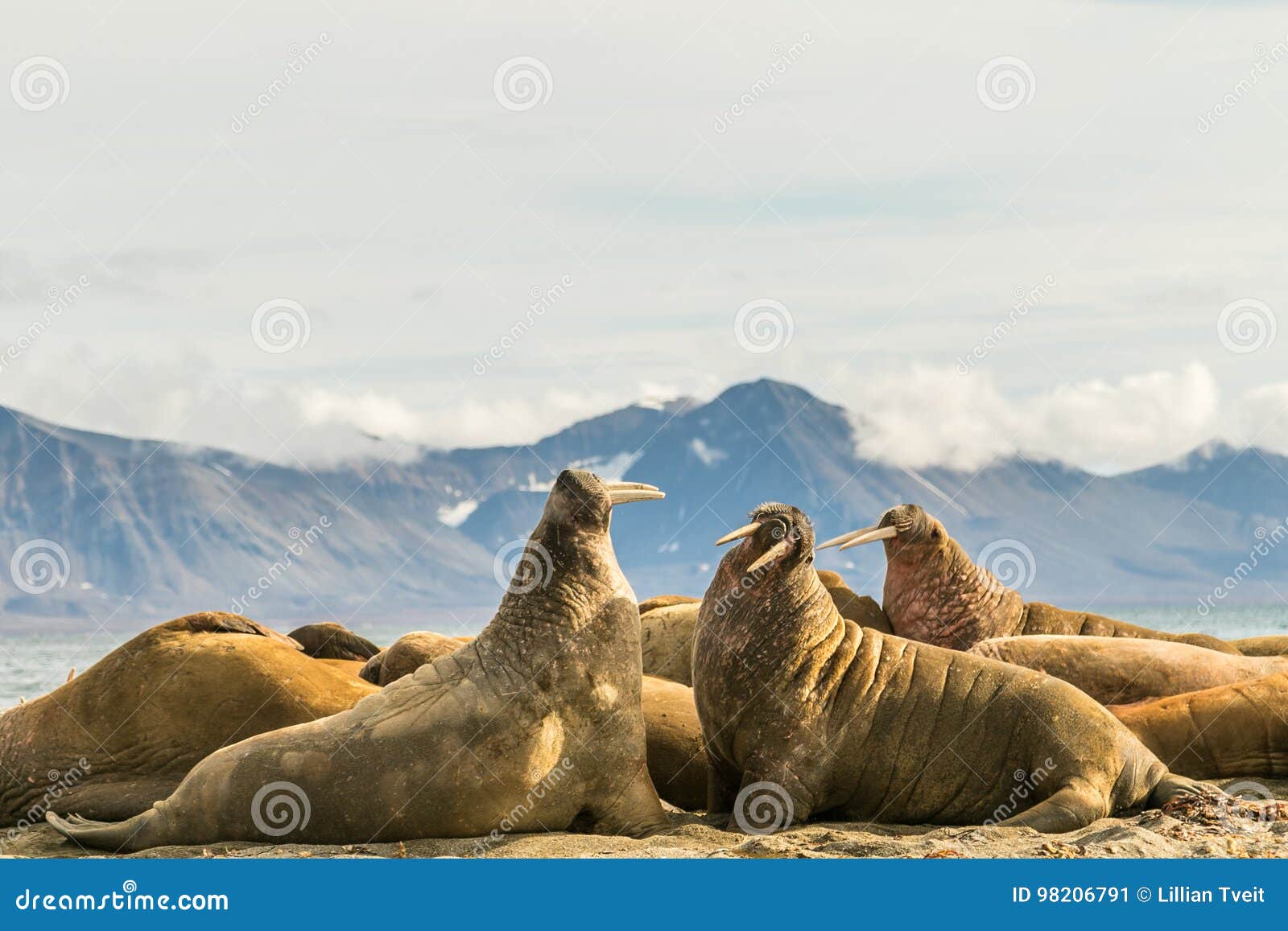 group of walruses on prins karls forland, svalbard