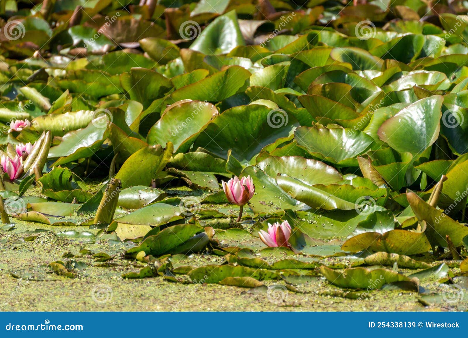 Group of Water Lilies on the Surface of a Pond Stock Image Image of plant, flora 254338139