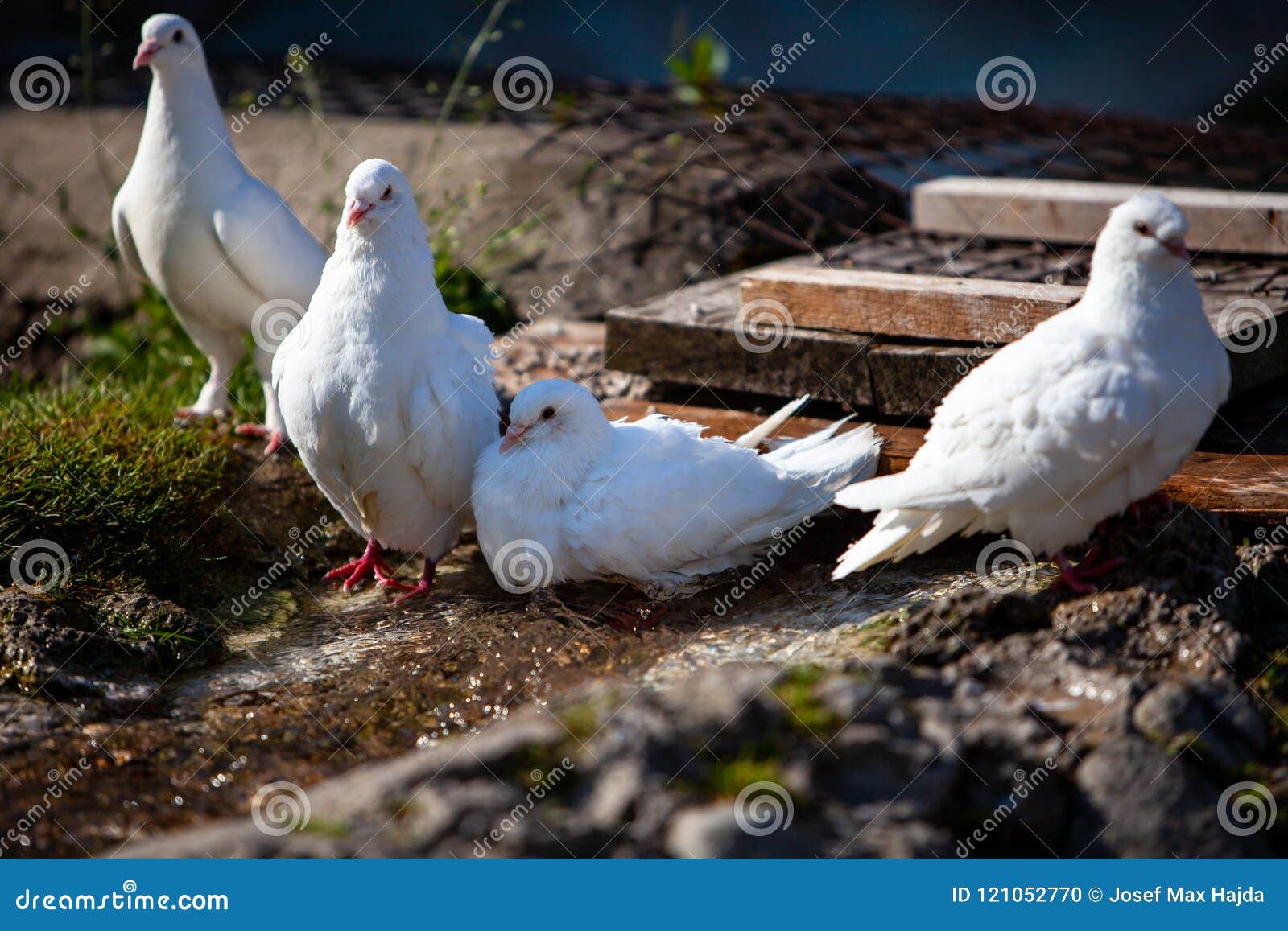 Group of white pigeon stock photo. Image of animal, bird 121052770