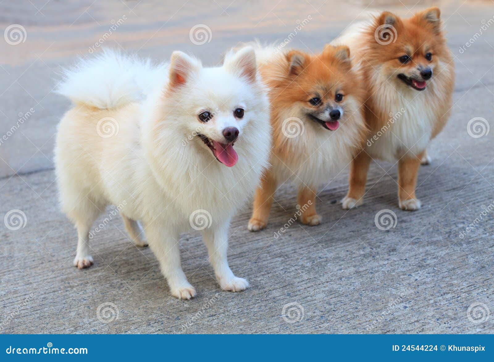 Group of White Pomeranian Dog and Brown Color Stock Photo - Image ...