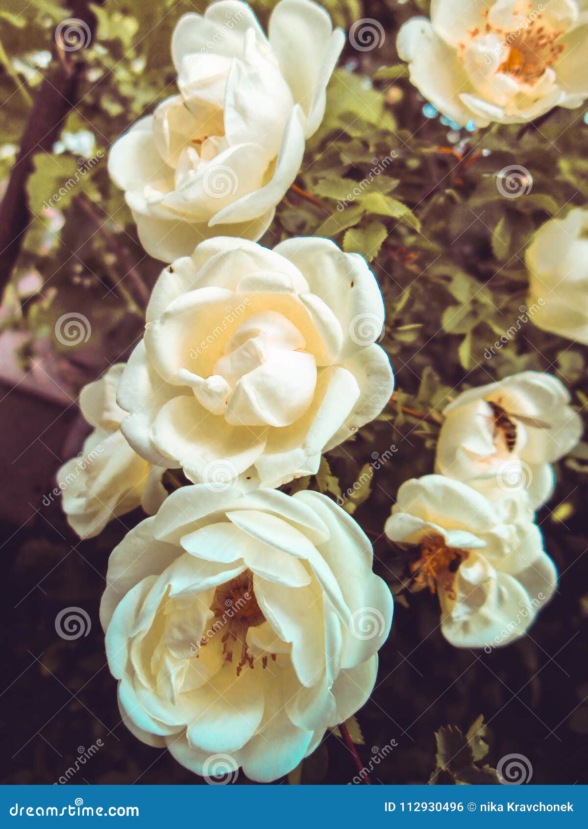 White roses stock photo. Image of white, roses, group 112930496