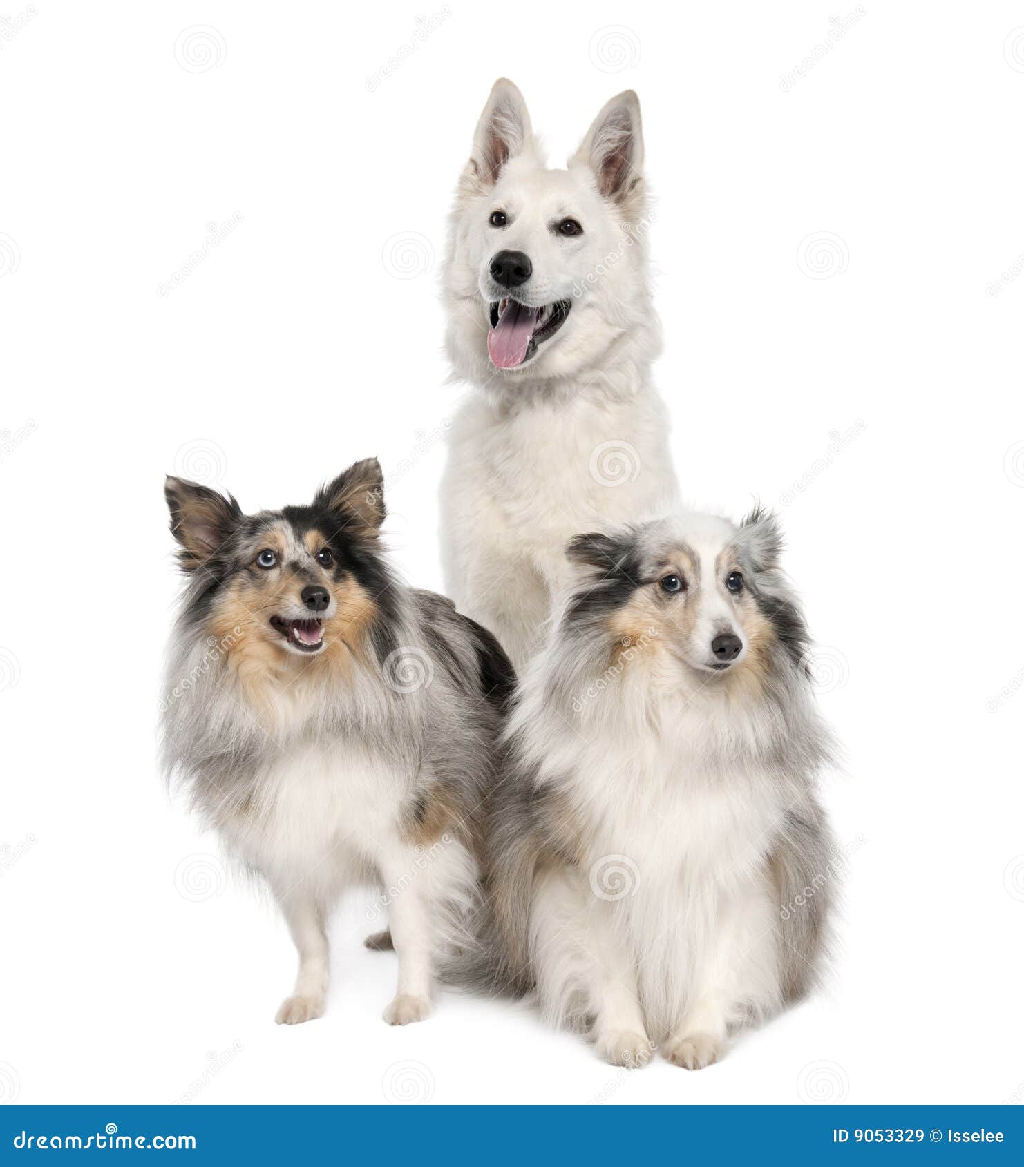 1,424 Dog Lassie Stock Photos - Free & Royalty-Free Stock Photos from  Dreamstime