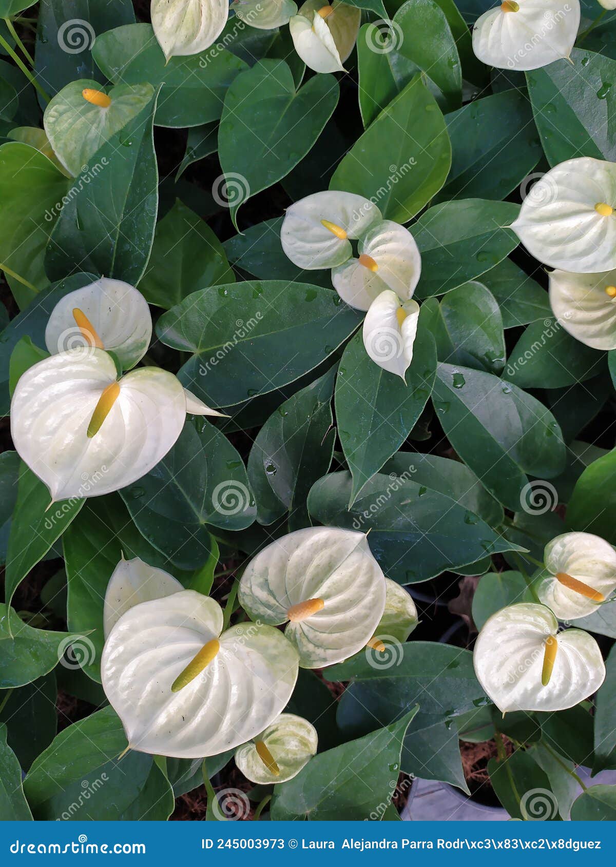 a group of white anthurium flowers with green leaves. un grupo de flores anturianas blancas con hojas verdes