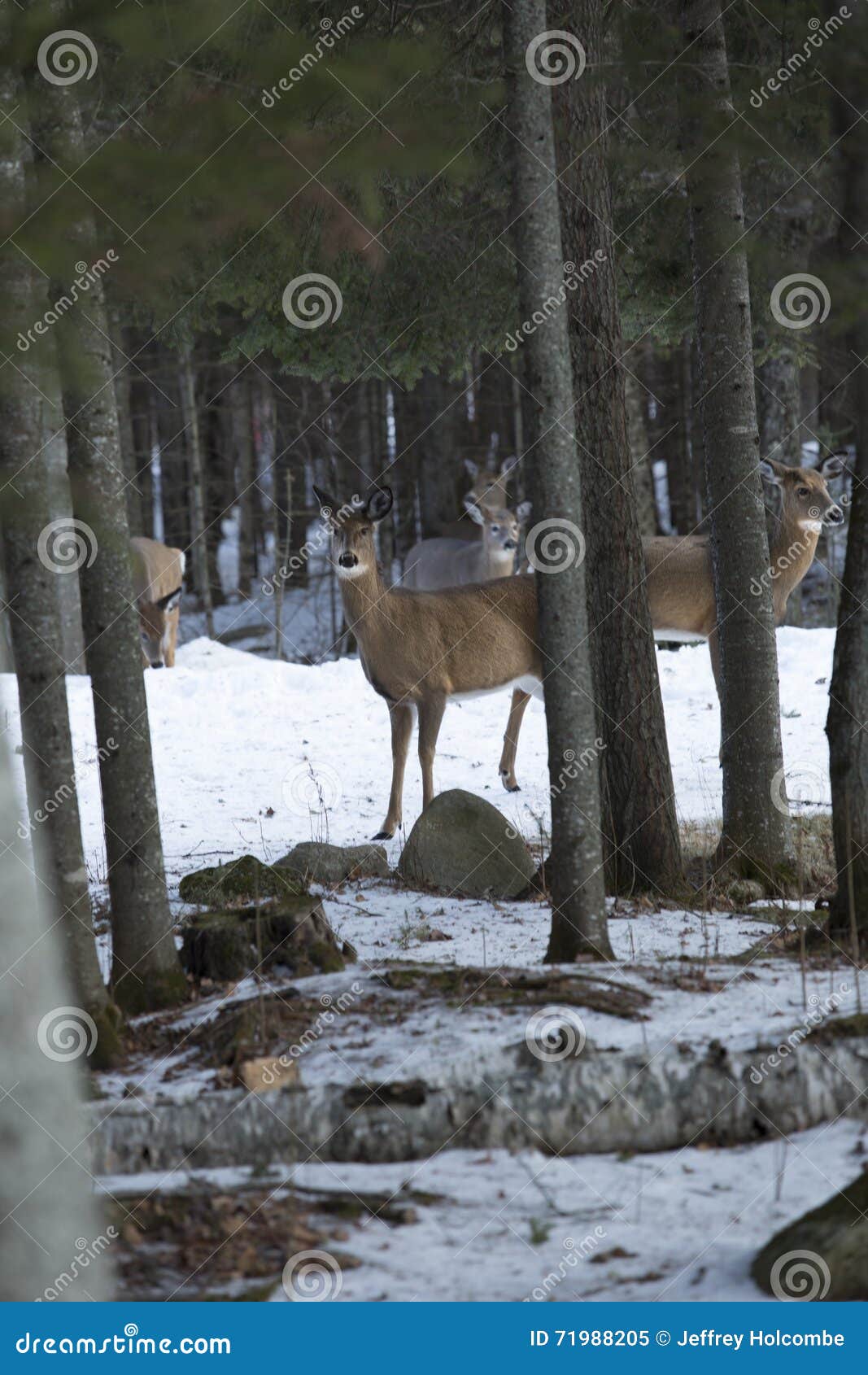 Group of Whitetailed Deer in Woods, Rangelely, Maine. Stock Image