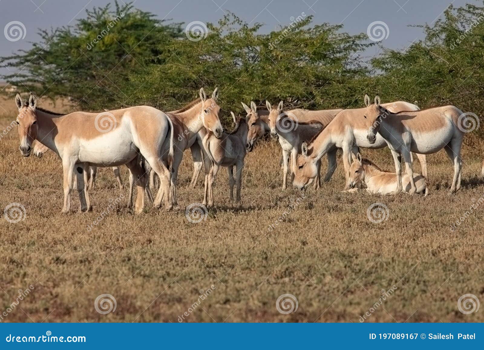 Photos Of Asses