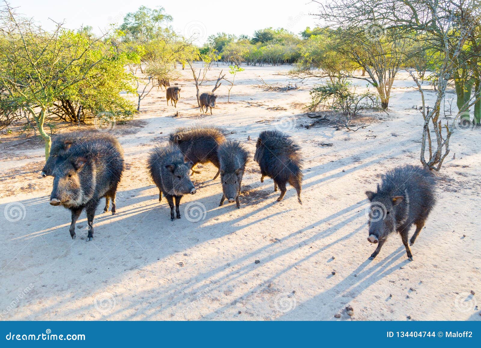 group of wild chacoan peccary, paraguay chaco, gran chaco, paraguay, latin america, south america.