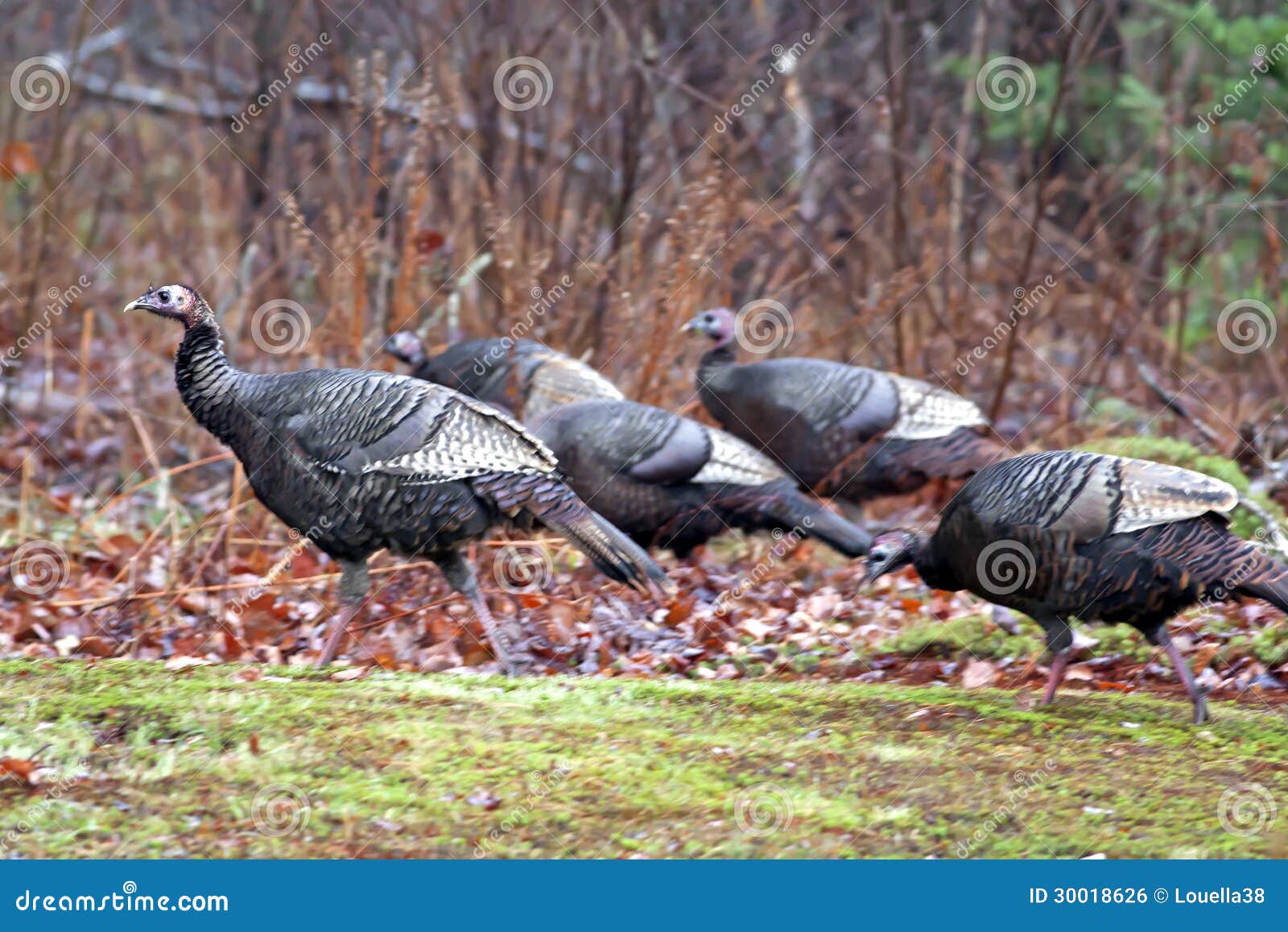 Wild Turkeys Heading Wooded Area Stock Photo Image of feathers, young