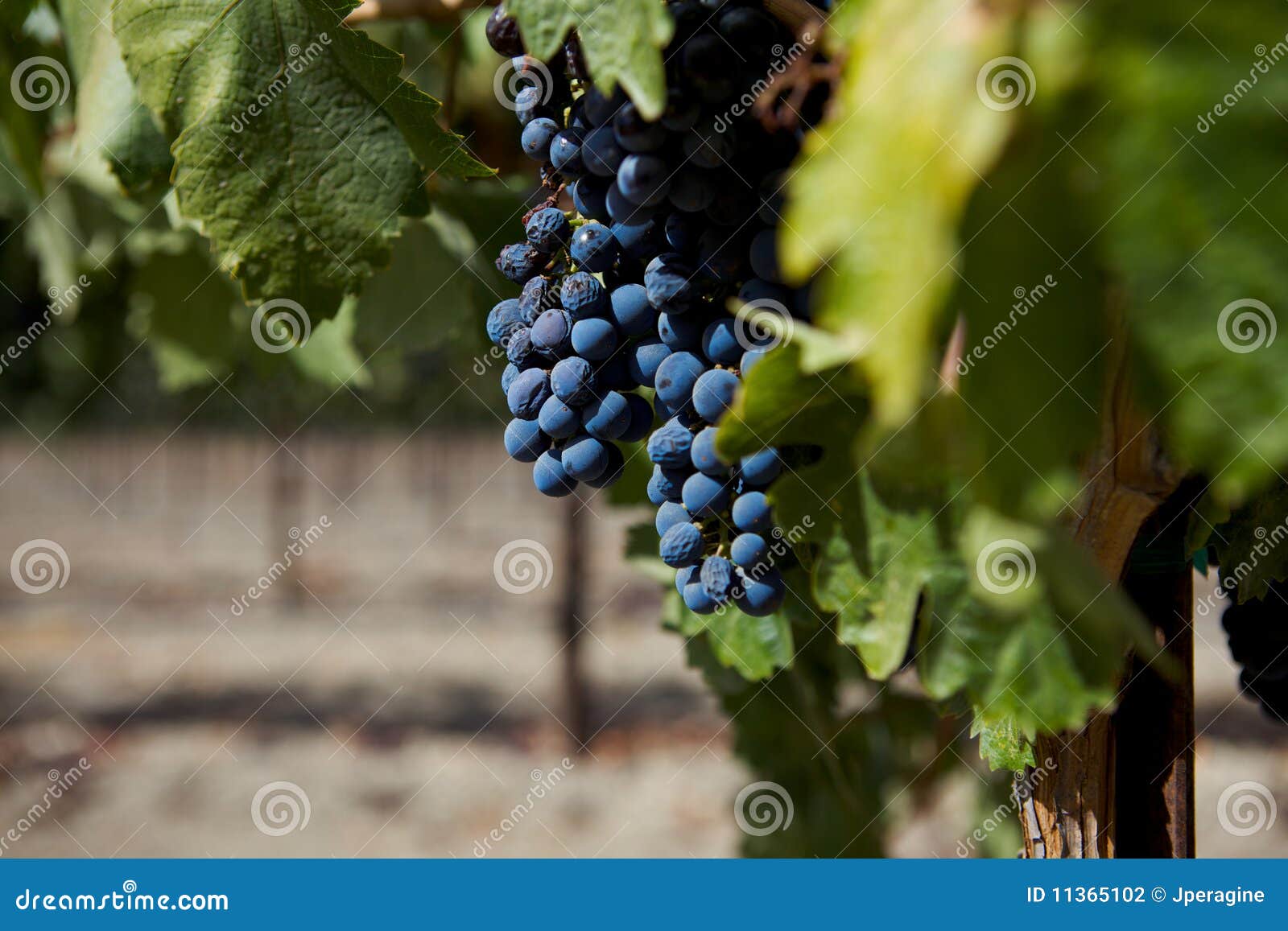 A Group of Wine Grapes at a Vineyard Stock Photo Image of grape