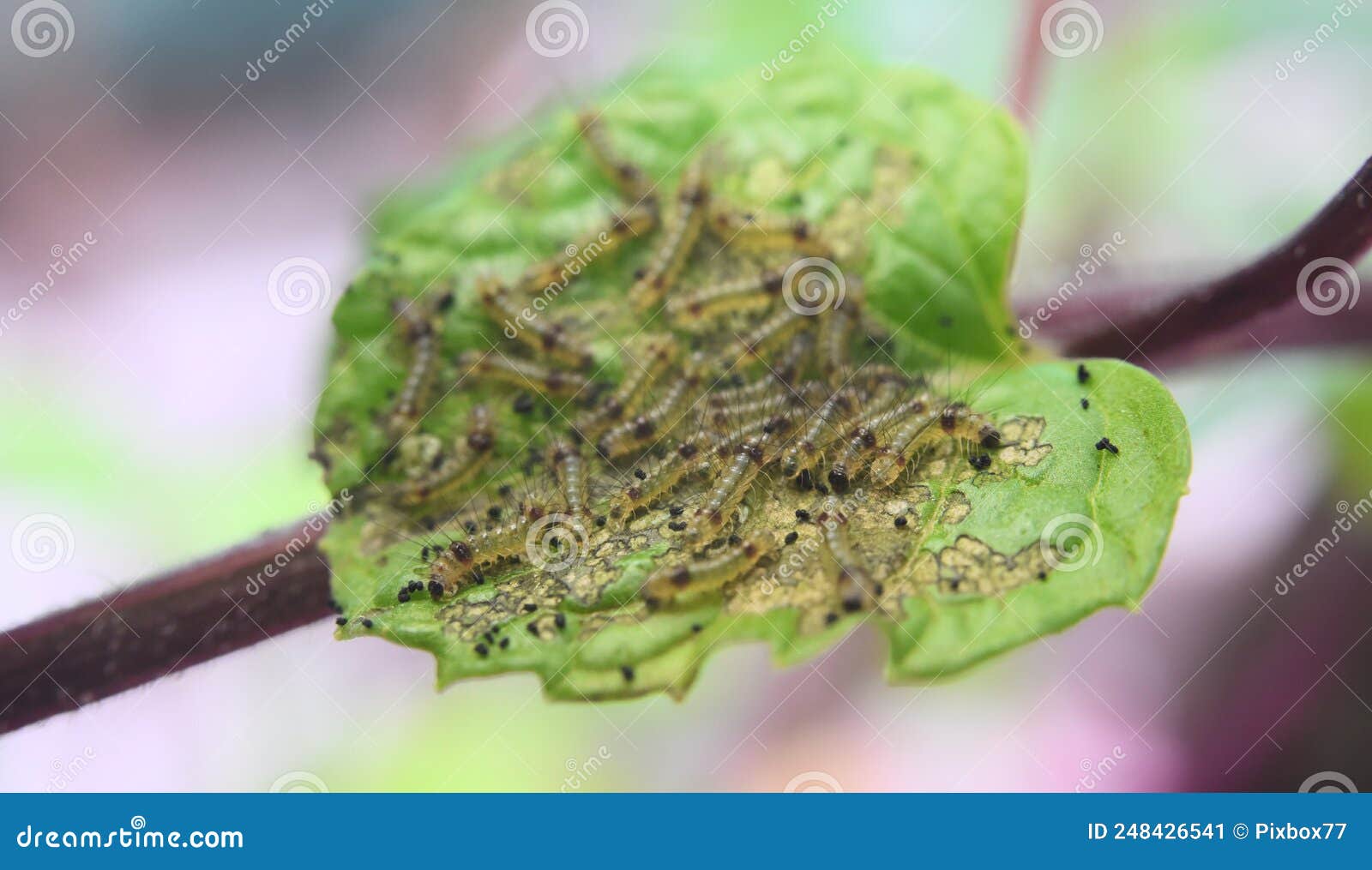 Group of Worms on Mint Leaf Stock Image - Image of green, hungry: 248426541
