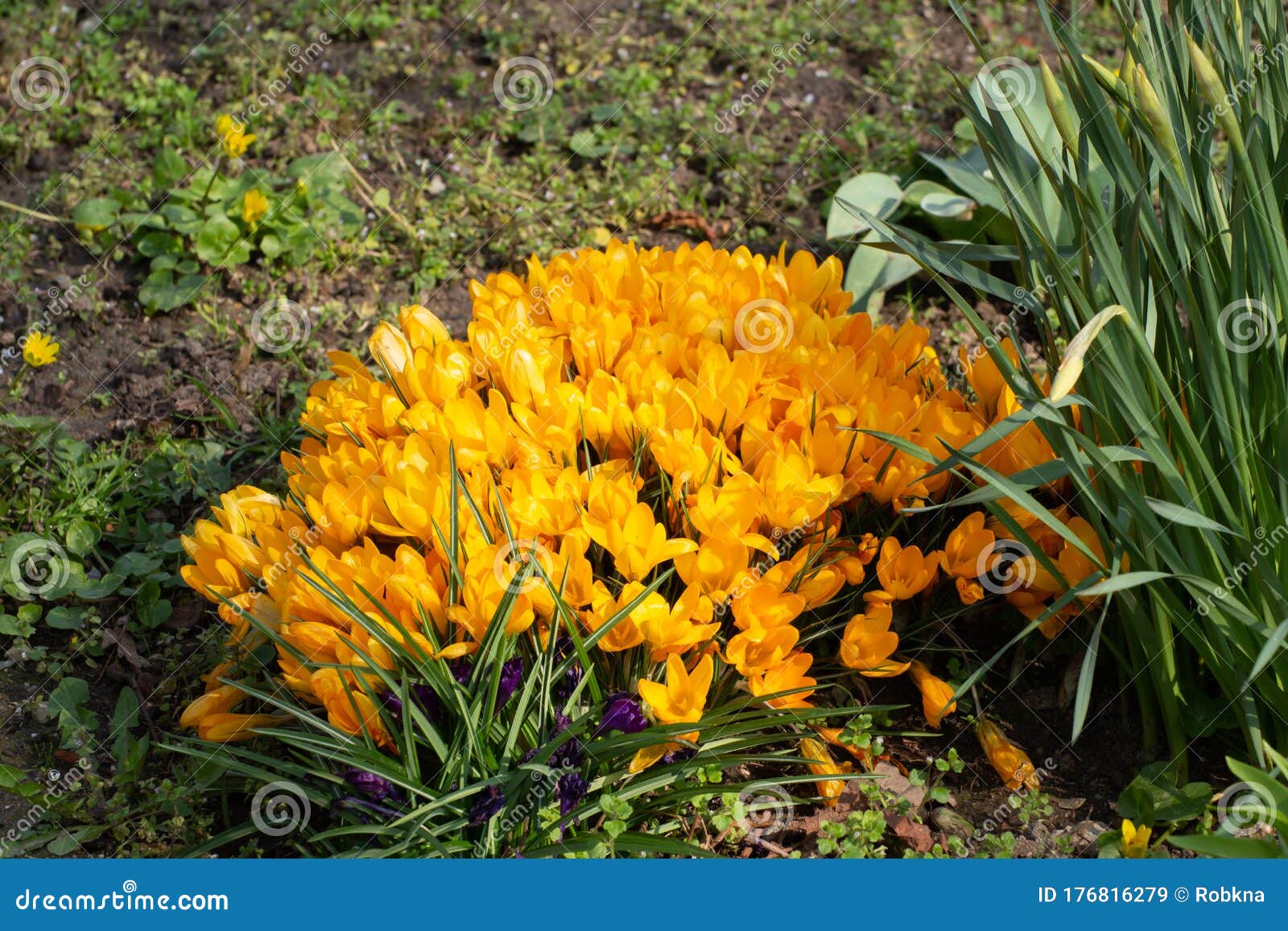 Group of Yellow Crocus or Saffron, Crocus Flavus Stock Image Image of pattern, easter 176816279