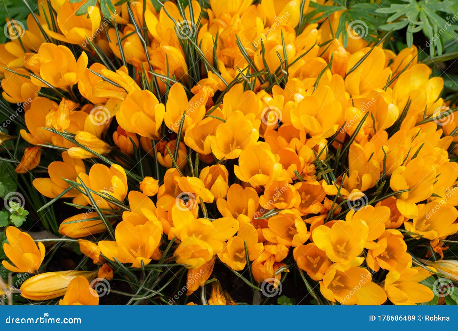 Group of Yellow Crocus or Saffron, Crocus Flavus, Floral Background Stock Image Image of